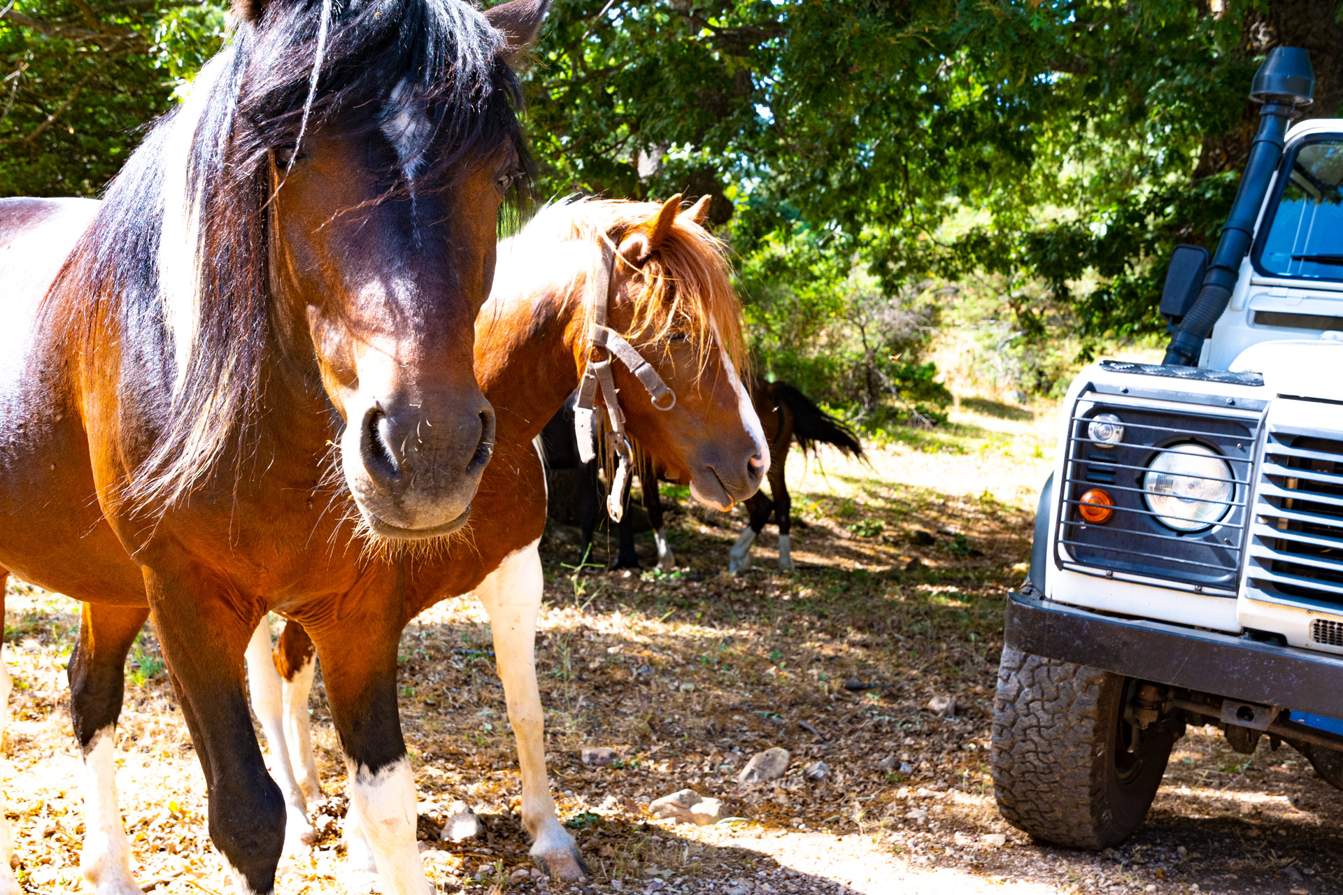 escursione con cavalli nel Parco Nazionale del Gargano e Foresta Umbra a Vieste Gargano