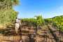 passeggiata tra le vigne a cavallo del maneggio Il Monticello di Vieste centro ippico Gargano in Puglia Italy